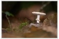 champignon oct 2019